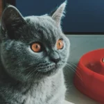 7 Melhores Areias Higiênicas Biodegradáveis para Gatos em 2026