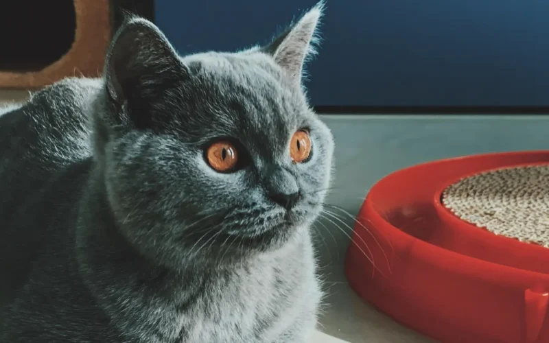 7 Melhores Areias Higiênicas Biodegradáveis para Gatos em 2026